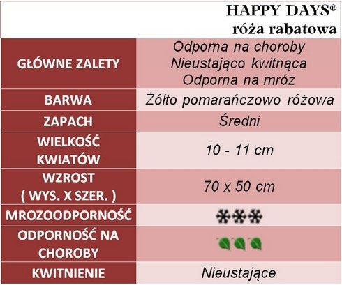 Happy Days róże rabatowe